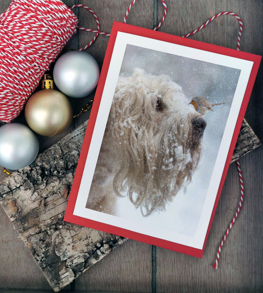 Wheaten & Robin Card