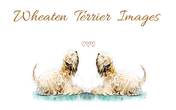 Wheaten Terrier Images